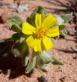 Eriophyllum wallacei