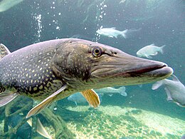 Csuka (Esox lucius)