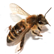 Μύγες phorid (στο κέντρο αριστερά) γεννάει αυγά στην κοιλιά μιας εργάτριας μέλισσας, αλλάζοντας την συμπεριφορά της.