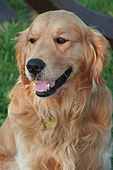 A dark golden coat