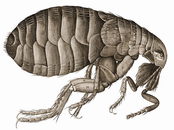 Robert Hooke's drawing of a flea