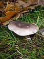 Tricholoma terreum