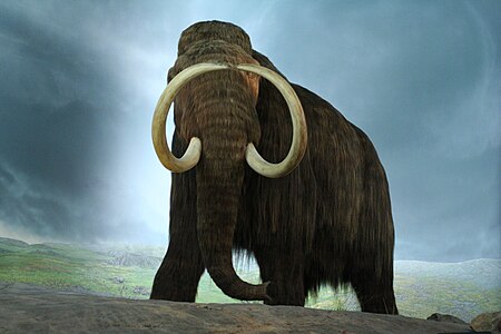 Mamut