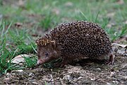 Brown hedgehog