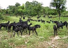 Herd of black goats