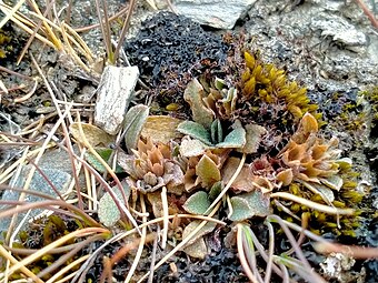 Fruiting plant