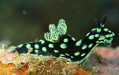 Nembrotha cristata