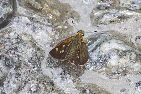 Dorsal view