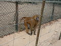 Guinea-Pavian Guinea Baboon