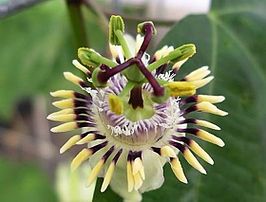 Passiflora punctata