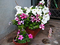 Petunia white and pink