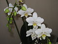 Phalaenopsis small white cultivar