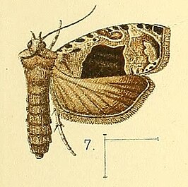 Eccopsis nebulana