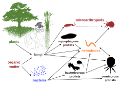 Protists in the soil food web