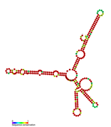 Listeria snRNA rli40: Predicted secondary structure taken from the Rfam database. Family RF01472.