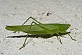 Große Schiefkopfschrecke (Ruspolia nitidula), ♀