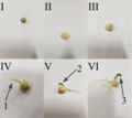 -Step 1- Water imbibition, the uptake of water, results in rupture of seed coat. -Step 2-The imbibition of the seed coat results in emergence of the radicle (1) and the plumule(2), the cotyledons get unfolded(3). -Step 3-This marks the final step in the germination of the seed where the cotyledons are expanded which are the true leaves/peasNote- Temperature must be kept at an optimum level.