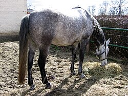 Arabisches Halbblut (Arabisches Vollblut × Oldenburger)