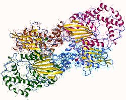 Saure Phosphatase