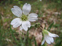 Cerastium arvense