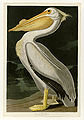 311. American White Pelican