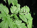 Actaea spicata young fruits