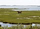 Horses in marshland