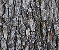 bark