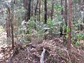 Bowenia Lake Tinaroo form in sclerophyll woodland near Lake Tinaroo, Atherton Tableland, far north Queensland