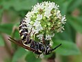 Colpa octomaculata hermione female