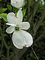 Cornus florida