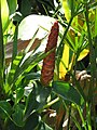 Costus pulverulentus