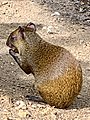 Ruatan Island agouti