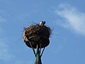 Storks' nest on the church tower