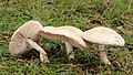 Lepiota naucina