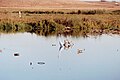 Great egret and ducks