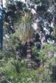 Kingia australis at Fernhook Falls, Western Australia