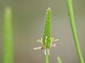 detail of the inflorescense, Photo by Kristian Peters