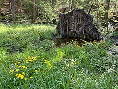 Umgestürzter Baum schafft ein Feuchtbiotop im NSG Eschbachtal