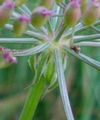 Mocsári kocsord (Peucedanum palustre) gallérja