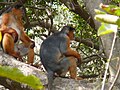 Westafrikanischer Stummelaffe Western Red Colobus