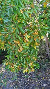 Shrub laden with fruit