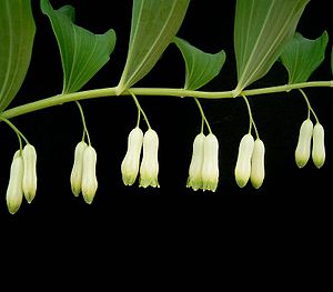 Το είδος Polygonatum multiflorum