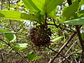 Sarcocephalus latifolius Guinea peach