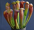 Sarracenia rubra hybrid since 19.12.2012