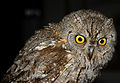 Otus scops