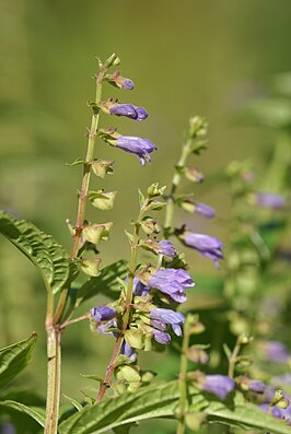 Scutellaria lateriflora