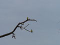 Mosambikgirlitz Yellow-fronted Canary