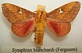 Syssphinx blanchardi male