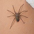 Unbekannte Spinne, Mittelfranken.